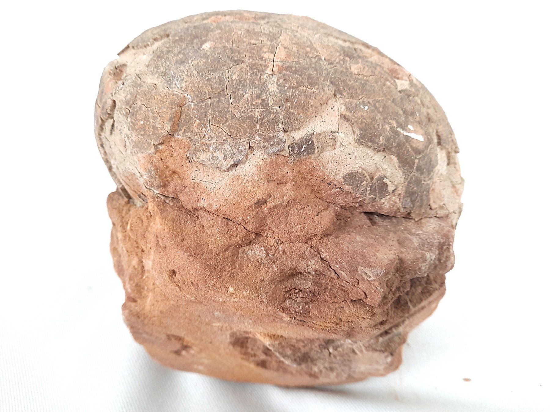 Fossili: Versteinertes Dinosaurier Ei – Usato da Beinwil am See venduto da Restwert_Beinwil 1