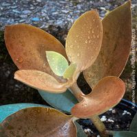 Kalanchoe Orgyalis - aus eigener Vermehrung