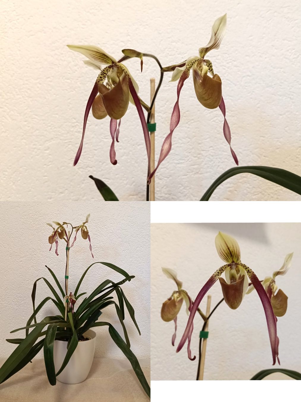 Piante & sementi: Paphiopedilum Berenice – Nuovo (secondo la descrizione) da schöftland venduto da UniquePlants