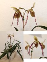 Paphiopedilum Berenice