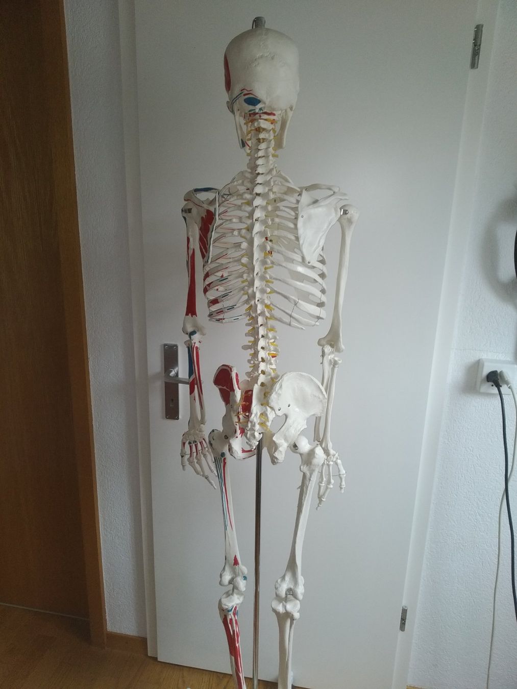 Medizinische Geräte: Squelette Oscar pour anatomie. – Gebraucht aus Nyon von  4