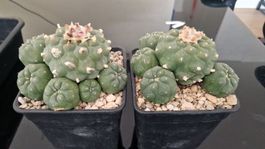 Lophophora Jourdaniana (+20 Jährig und makellos)