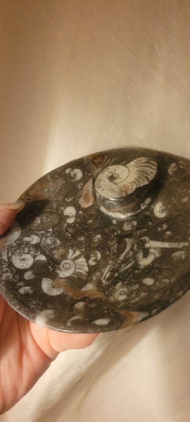 Fossili: Ammonite fossilisée, vide poche – Usato da Vevey venduto da lba_dd82 1