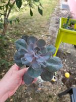 Echeveria plante succulente cactus