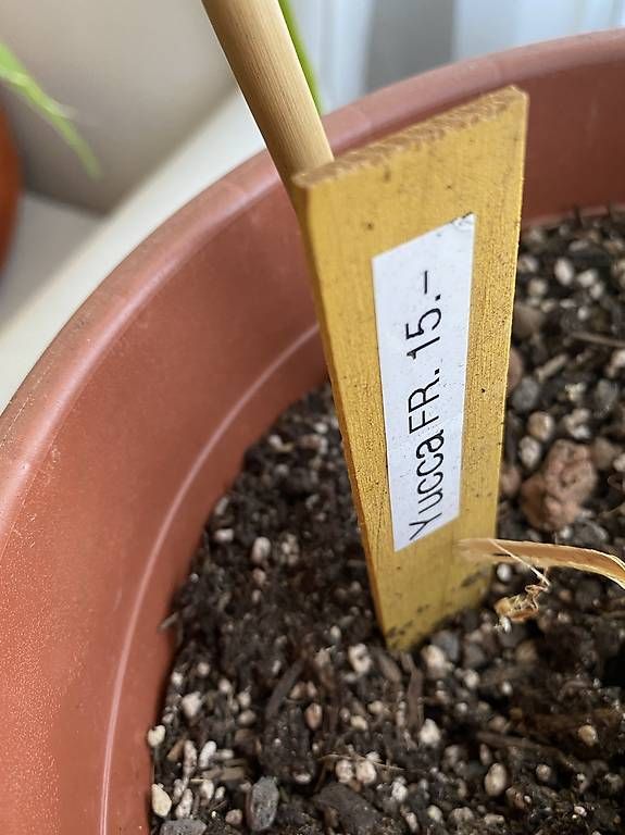 Piante & sementi: Riesenpalmlilie – Usato da Glattbrugg venduto da Dvora123 4