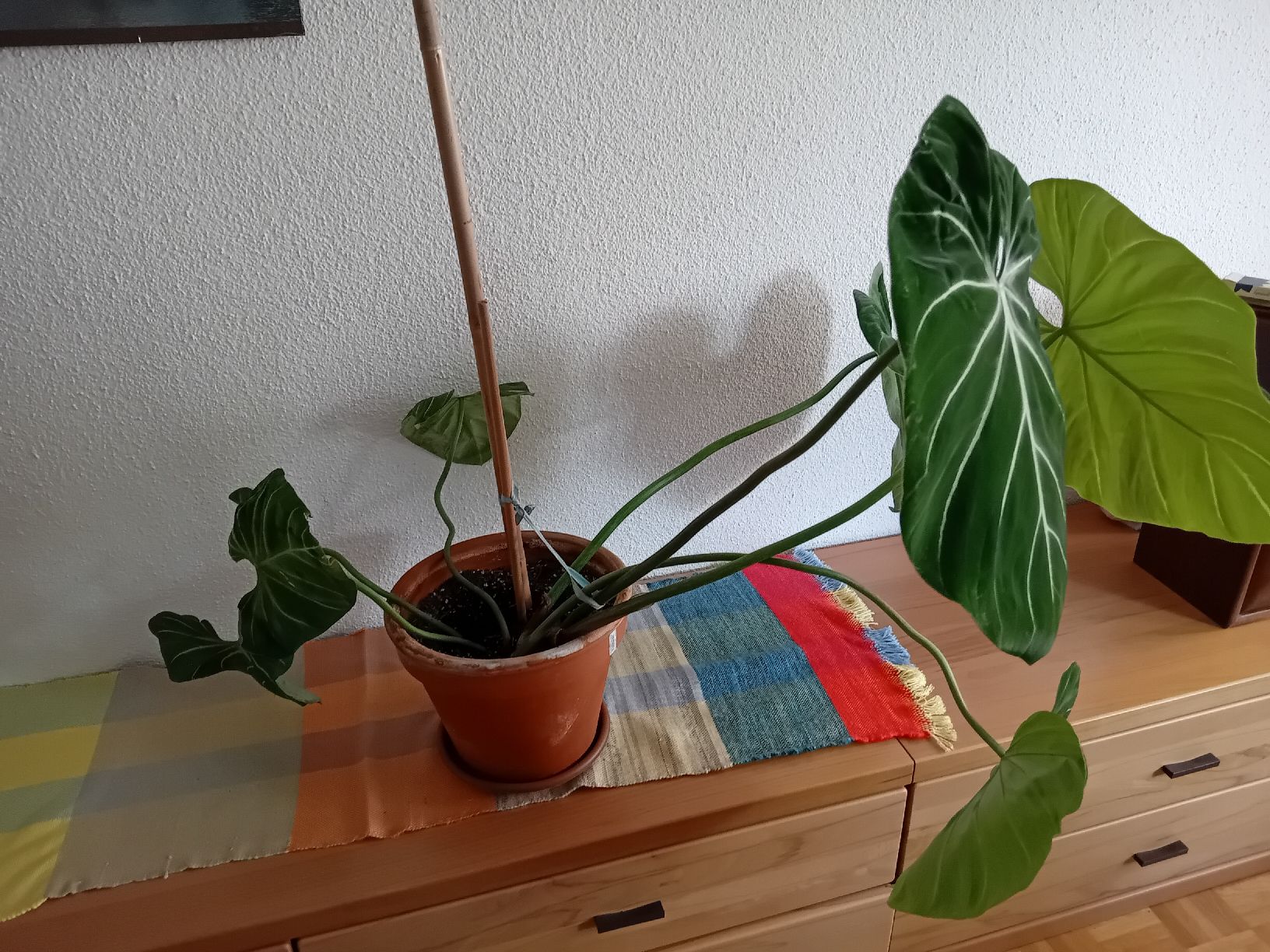 makoyana plant Calathea makoyana 