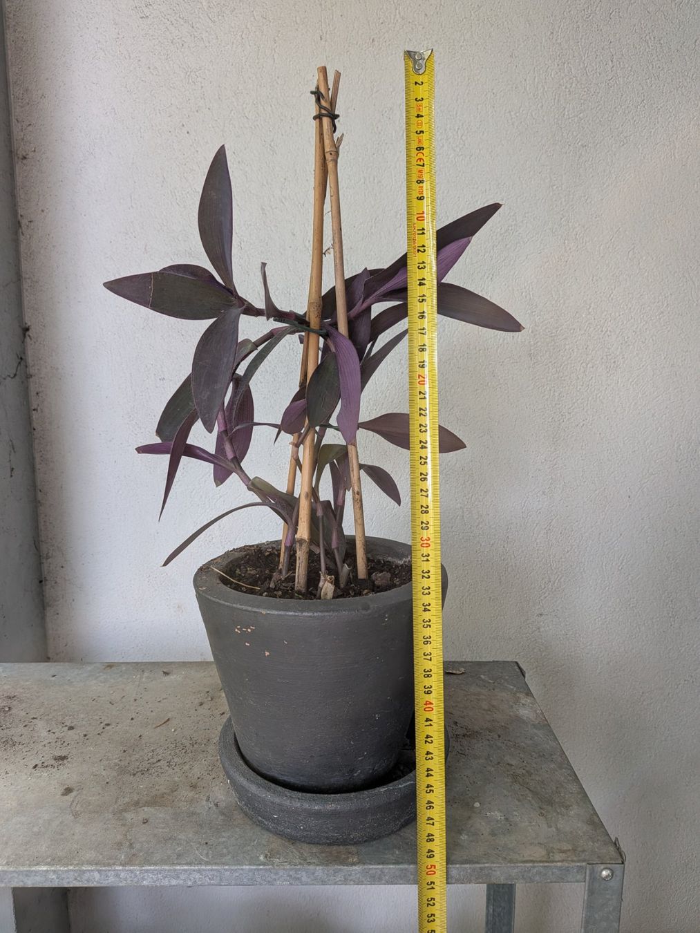Piante & sementi: Mexikanische Dreimasterblume – Usato da Bern venduto da Hydrom 2