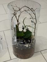 Repto Terra Clear (eingerichtet)