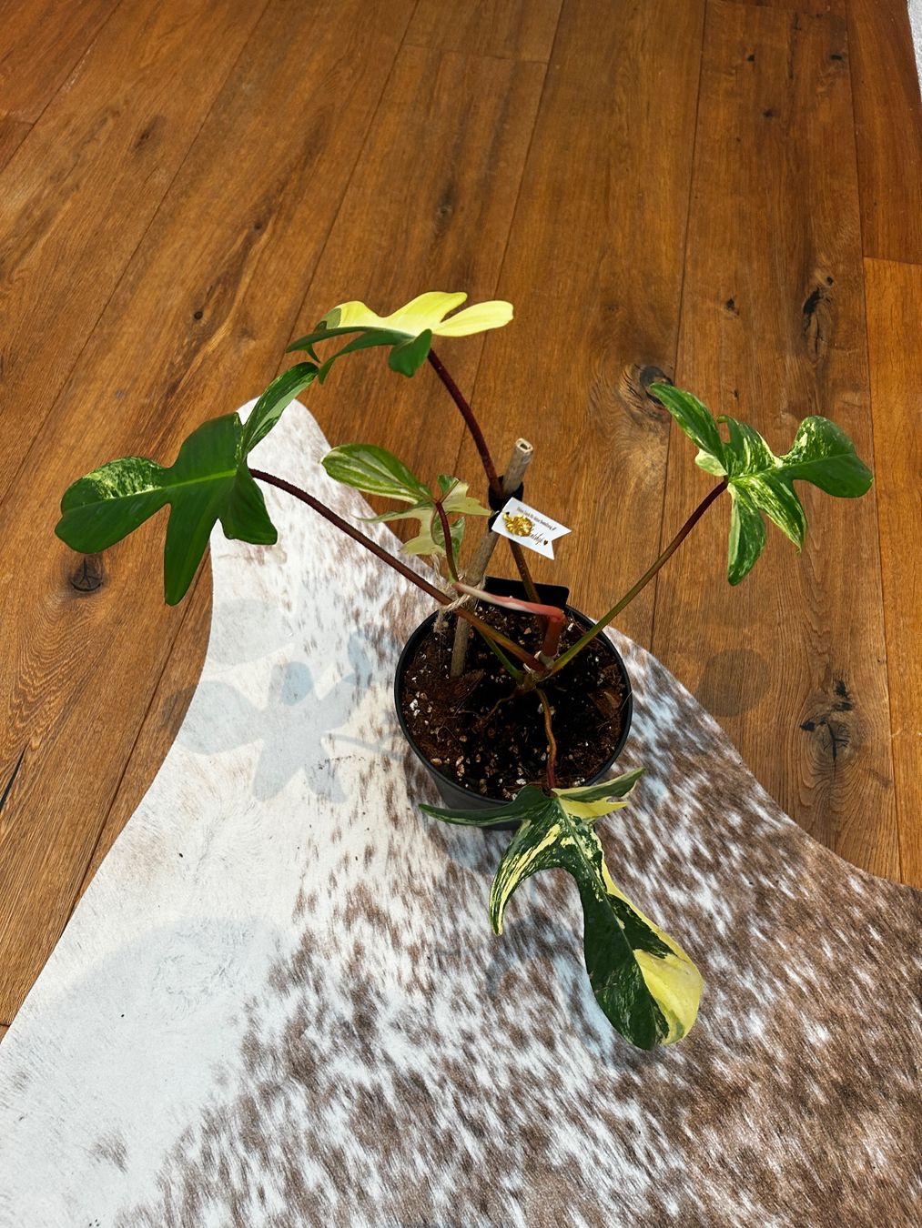Pflanzen & Samen: Philodendron Florida beauty💛 – Gebraucht aus Wattwil von Mikesplantshop 1