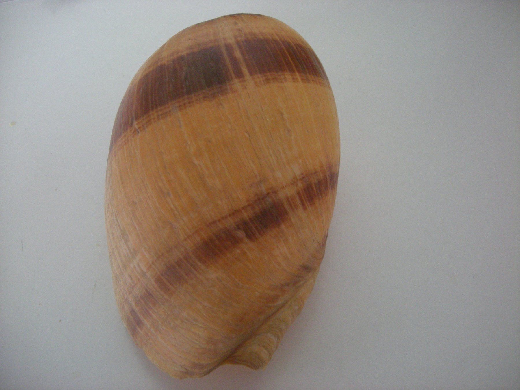 Fossili: Riesengrosse Muschel Philippinen 14 cm – Usato da Spreitenbach venduto da Sniper8952 2