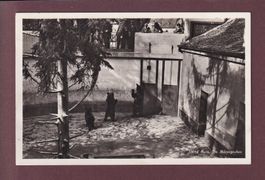 BERN - Bärengraben - 1933
