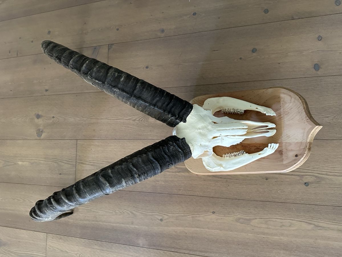 Altre raccolte & rarità: Kapitaler Steinbock  – Usato da Trimmis venduto da Murin62 4