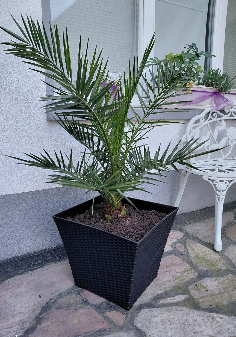 Vasi per fiori: Rattan Blumentopf – Nuovo (secondo la descrizione) da Obermumpf venduto da Eje_2g5h 1