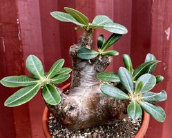 RARITÄT 5 Samen zu Keimen Pachypodium densiflorum Madagascar