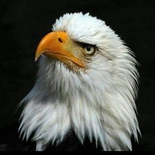 Profile image of hertener