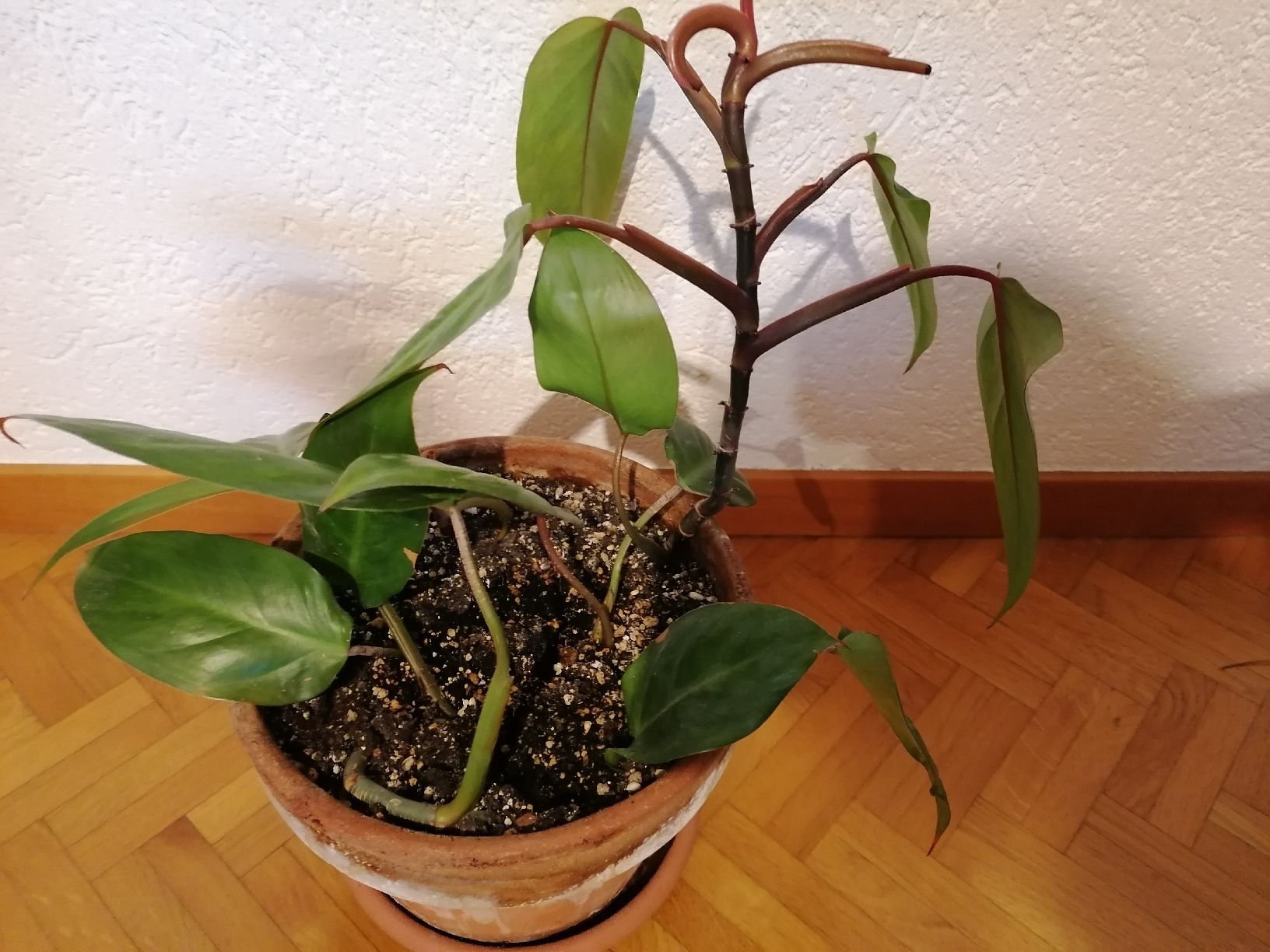 Pflanzen & Samen: Philodendron Painted Lady – Neu (gemäss Beschreibung) aus Le Mont-Pèlerin von dundun1 3
