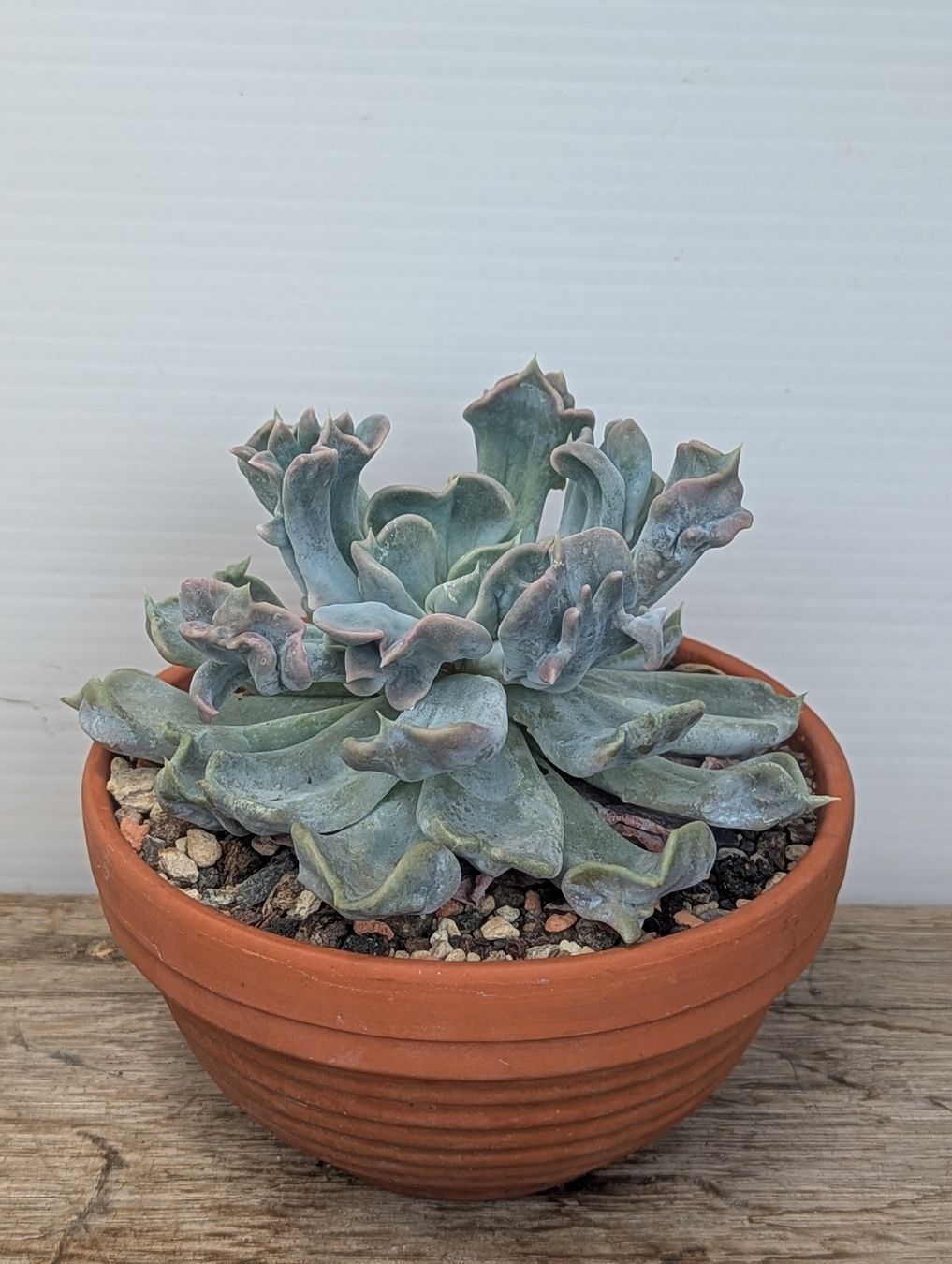 Piante & sementi: Echeveria "thriller pearl" – Usato da Comano venduto da che_8lc2 1