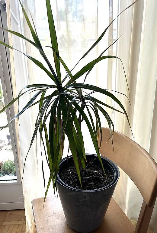Plantes & graines: Drachenbaum – D'occasion à Frauenfeld par Irene.Schuppli 4