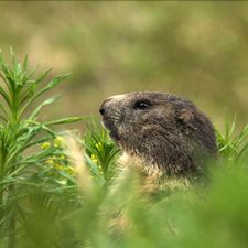 Profile image of WildLife83