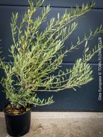 Olivenbaum - OLEA EUROPAEA - schönes Bäumchen