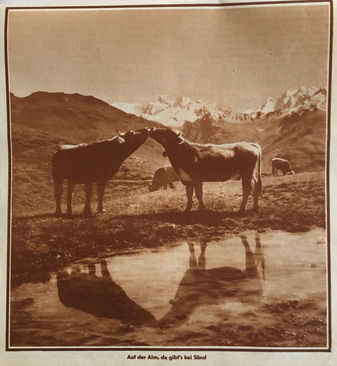 Landwirtschaft, Kühe auf der Alp, Tier-Liebe, 1931 keine AK | Kaufen