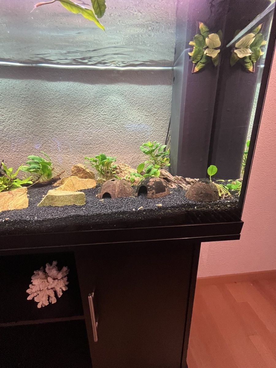 Juwel Acquari: Aquarium 240l, Top Zustand – Usato da Hurden venduto da Flori2803 7