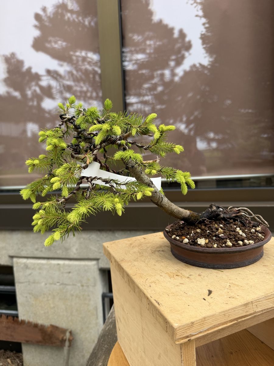 Piante & sementi: 07 Picea Abies / Fichte Bonsai – Nuovo (secondo la descrizione) da Suhr venduto da BonsaiGutzi 3