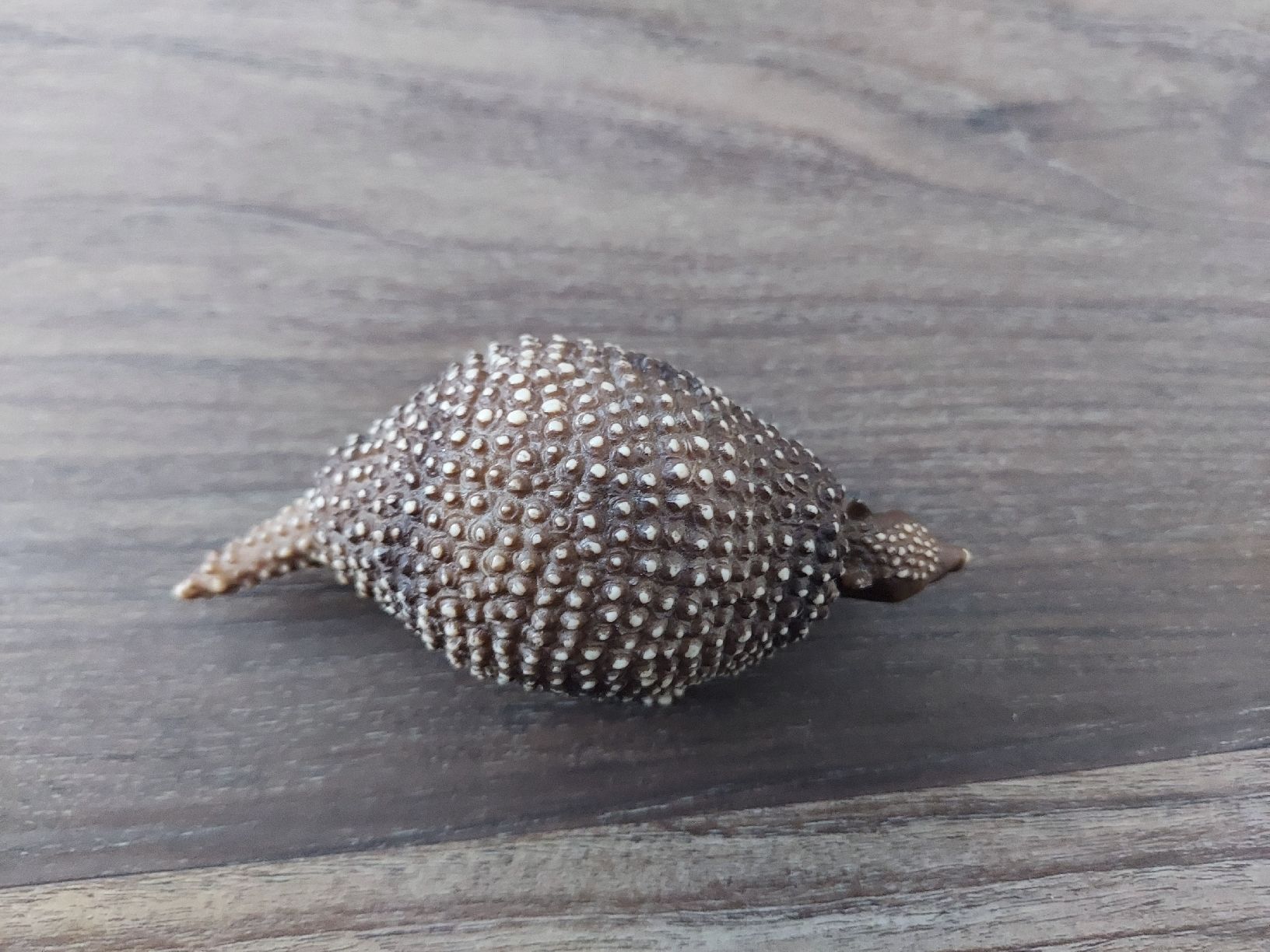Schleich Statuette: Schleich Urzeittiere Glyptodon – Usato da Altishofen venduto da tammy05