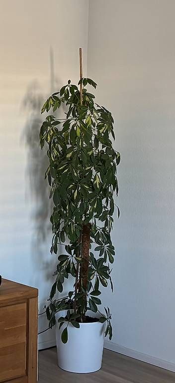 Piante & sementi: Pflanze – Usato da Winterthur venduto da Saki02