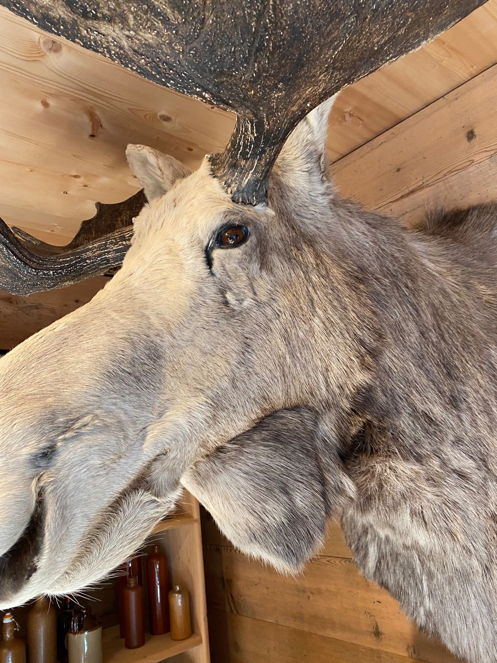 Il mondo degli animali: Elchkopf – Usato da Lenk im Simmental venduto da gwustu 2