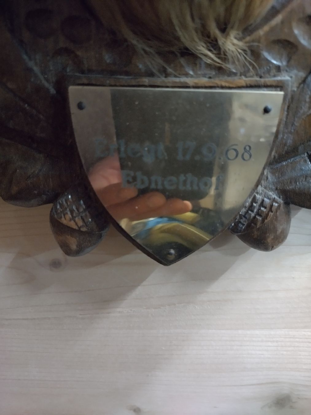 Il mondo degli animali: Perückenbock!! Rehbock Trophäe, Wanddeko, Jagdtrophäe, – Usato da Wettingen venduto da Bwalti 4