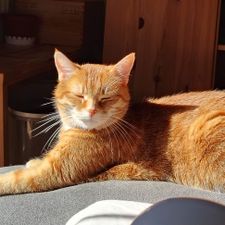 Profile image of Virgolina_