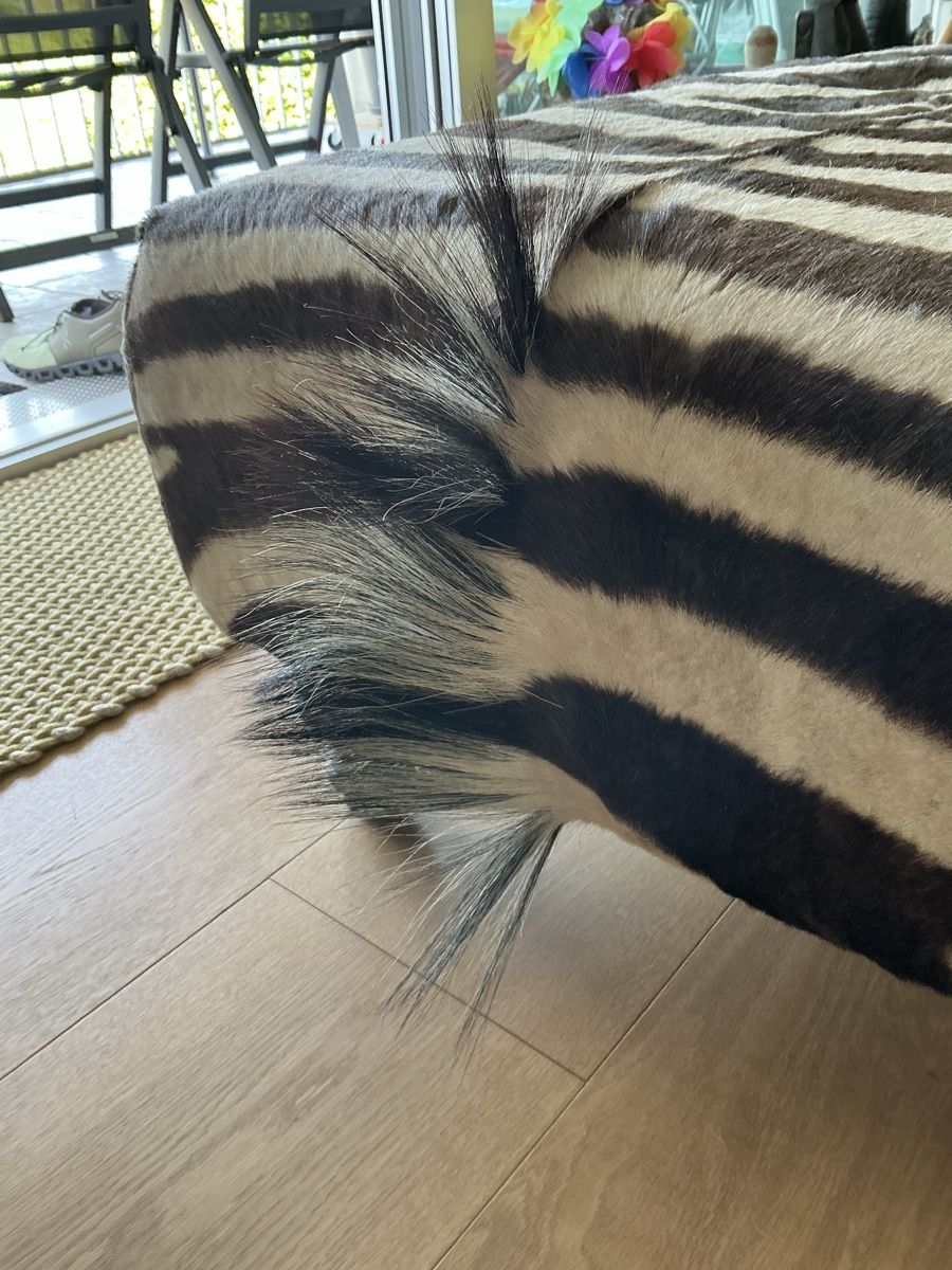 Sgabelli: Zebrafell original Hocker – Usato da Wetzikon ZH venduto da Uturn4 6