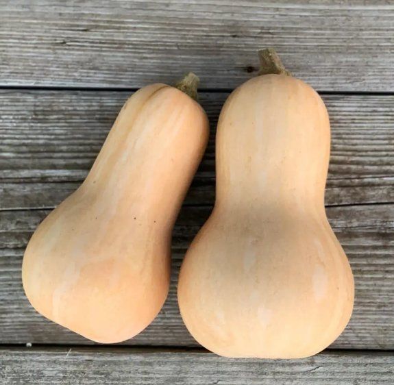 Piante & sementi: Kürbis Butternut / 3 Samen – Nuovo (secondo la descrizione) da Hinteregg venduto da ERFOLG78