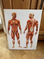 Bild von Muskelmensch 80x60cm