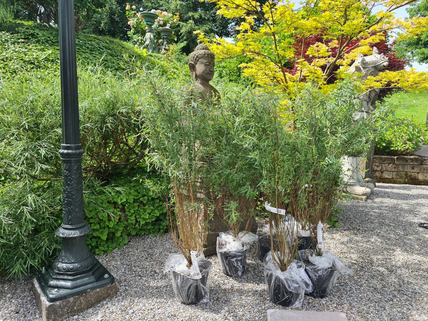 Piante & sementi: 6 Grosse ,Wunderschöne Salix Purpurea Nana – Usato da Rotkreuz venduto da Trojaner- 1