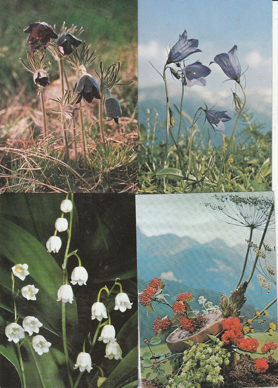 Ansichtskarten: 40 Diverse Blumenkarten – Gebraucht aus Lumbrein von made02 1