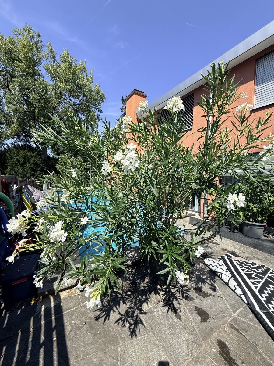 Pflanzen & Samen: Prächtige Oleander Pflanzen – Gebraucht aus Basel von oellifarm 3