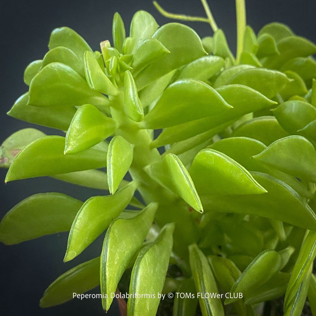 Pflanzen & Samen: Peperomia dolabriformis - "Prayer Pepper" – Neu und originalverpackt aus Adliswil von TAKEYOURPLANT 6