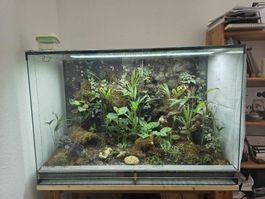 Terrarium bepflanzt mit Rückwand akzeptabler Zustand
