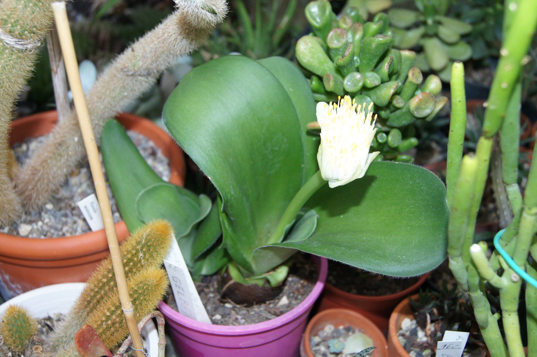 fargesia chinese wonder Asian Wonder' bamboo / Fargesia 'Asian Wonder' – Howbert & Mays main image 1