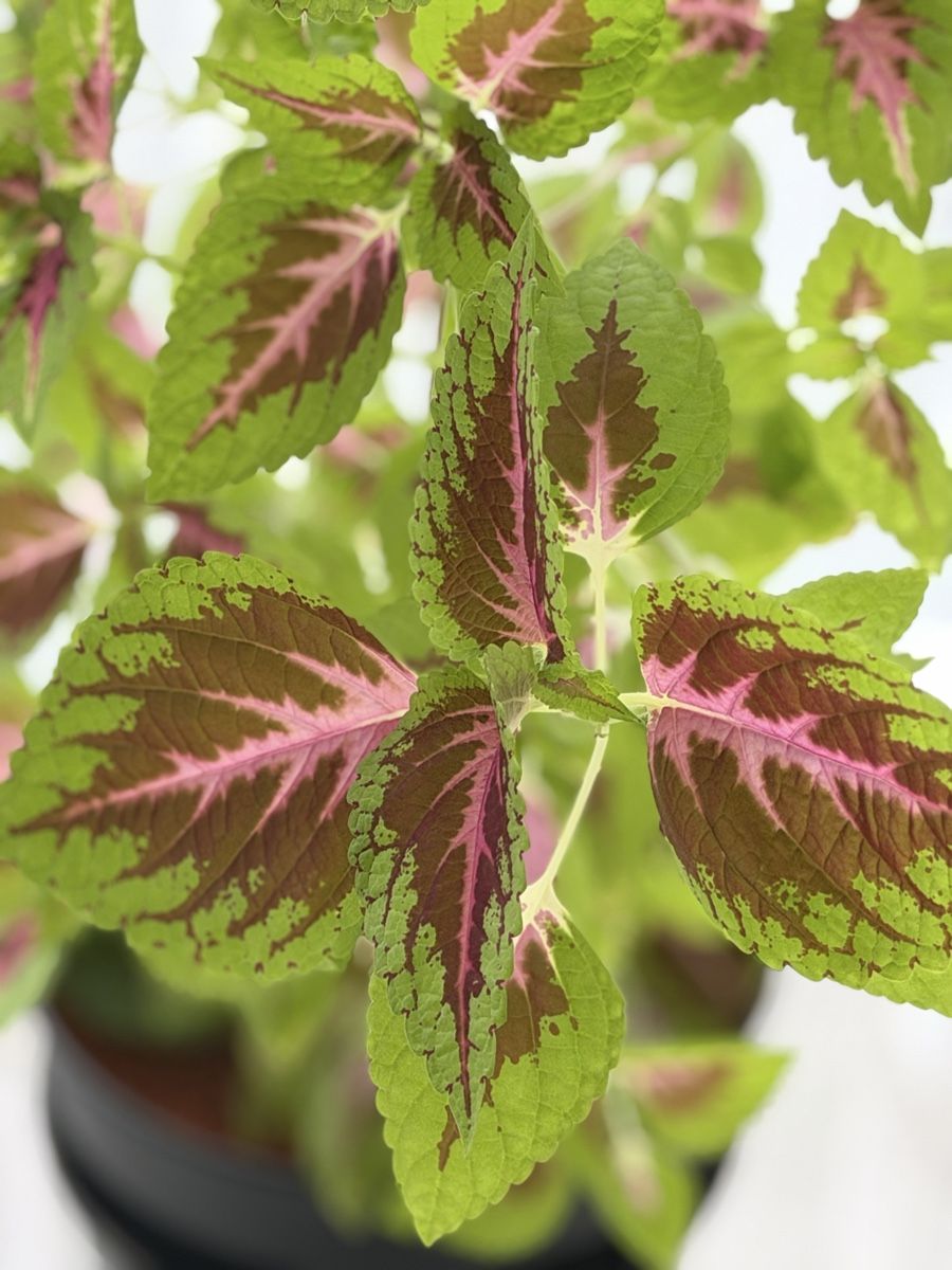 Plantes & graines: Buntnessel – D'occasion à Wettingen par hel_29kh 1