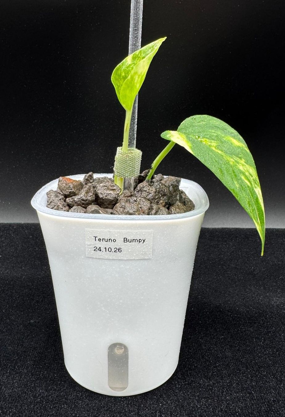 Piante & sementi: Epipremnum aureum 'Teruno Bumpy' - Semihydro – Nuovo (secondo la descrizione) da Bühler venduto da googelibear 1