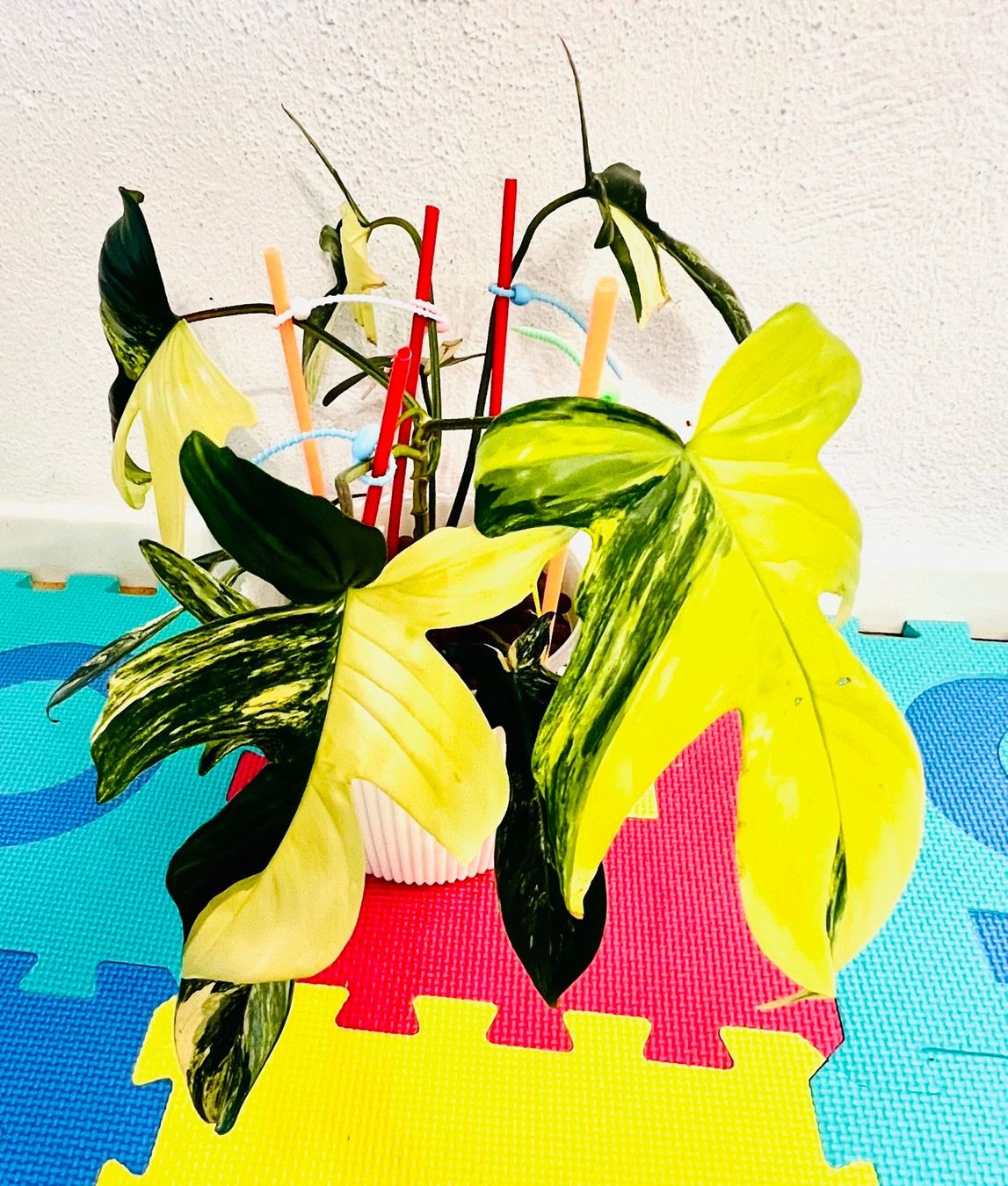 Pflanzen & Samen: Florida Beauty variegated – Gebraucht aus Zofingen von Erfolg1957 2