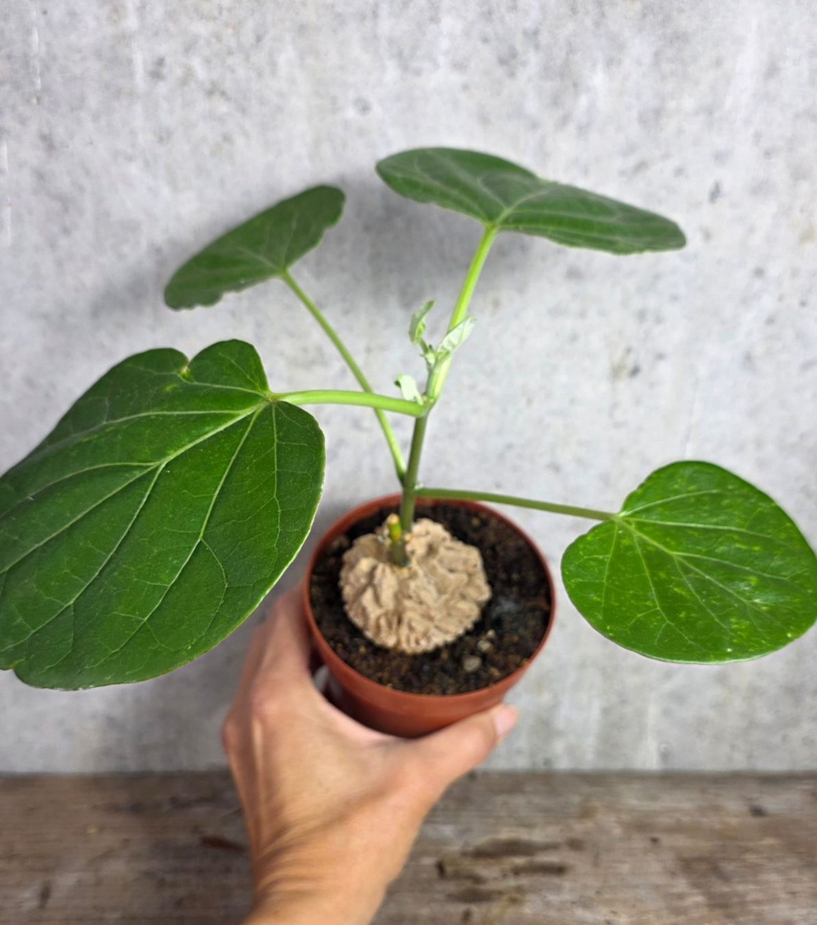 Pflanzen & Samen: Matelea cyclophylla – Neu (gemäss Beschreibung) aus St.Erhard von Plumilandschweiz 2