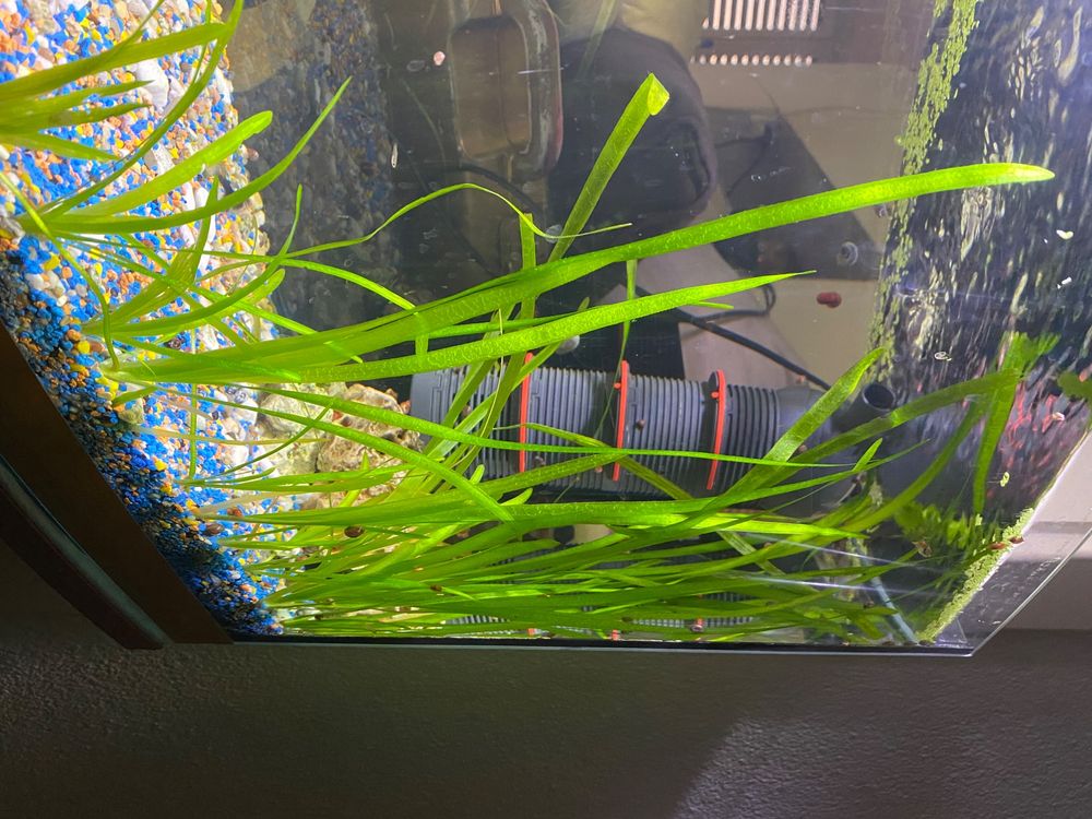 Aquarium Gras Kaufen auf Ricardo