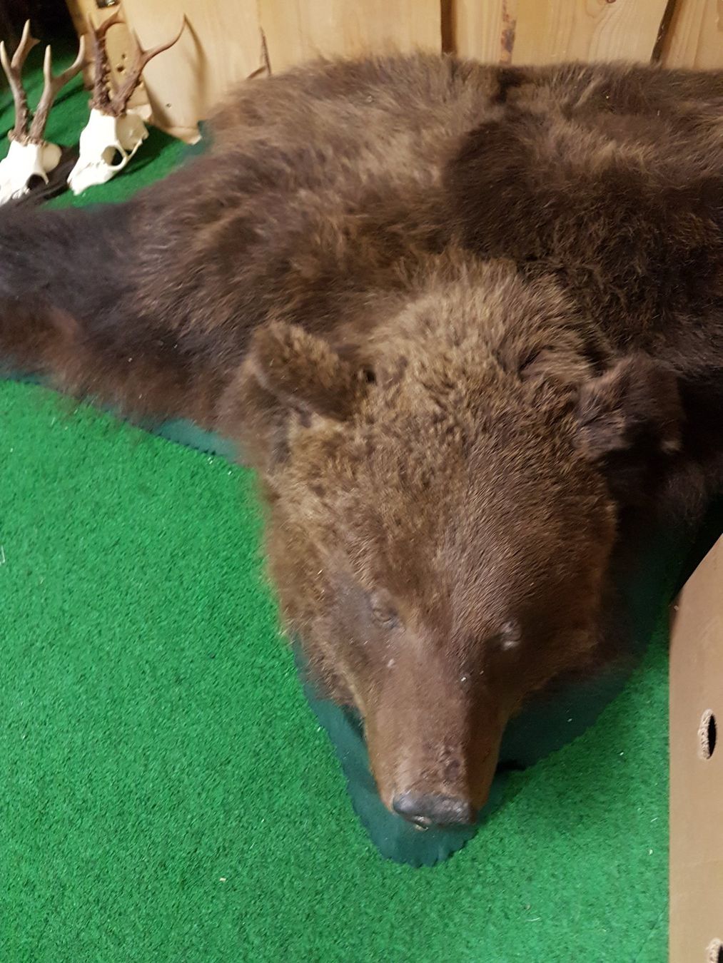 Welt der Tiere: Schöner Bettvorleger aus Kanada – Gebraucht aus Wiesendangen von franz369