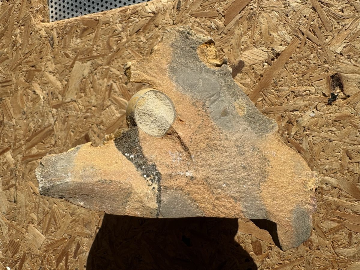Fossili: Fossiles Ei – Usato da Biel/Bienne venduto da nimmes 2