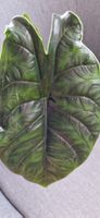 🤩Alocasia Green Unicorn Rhizom 
