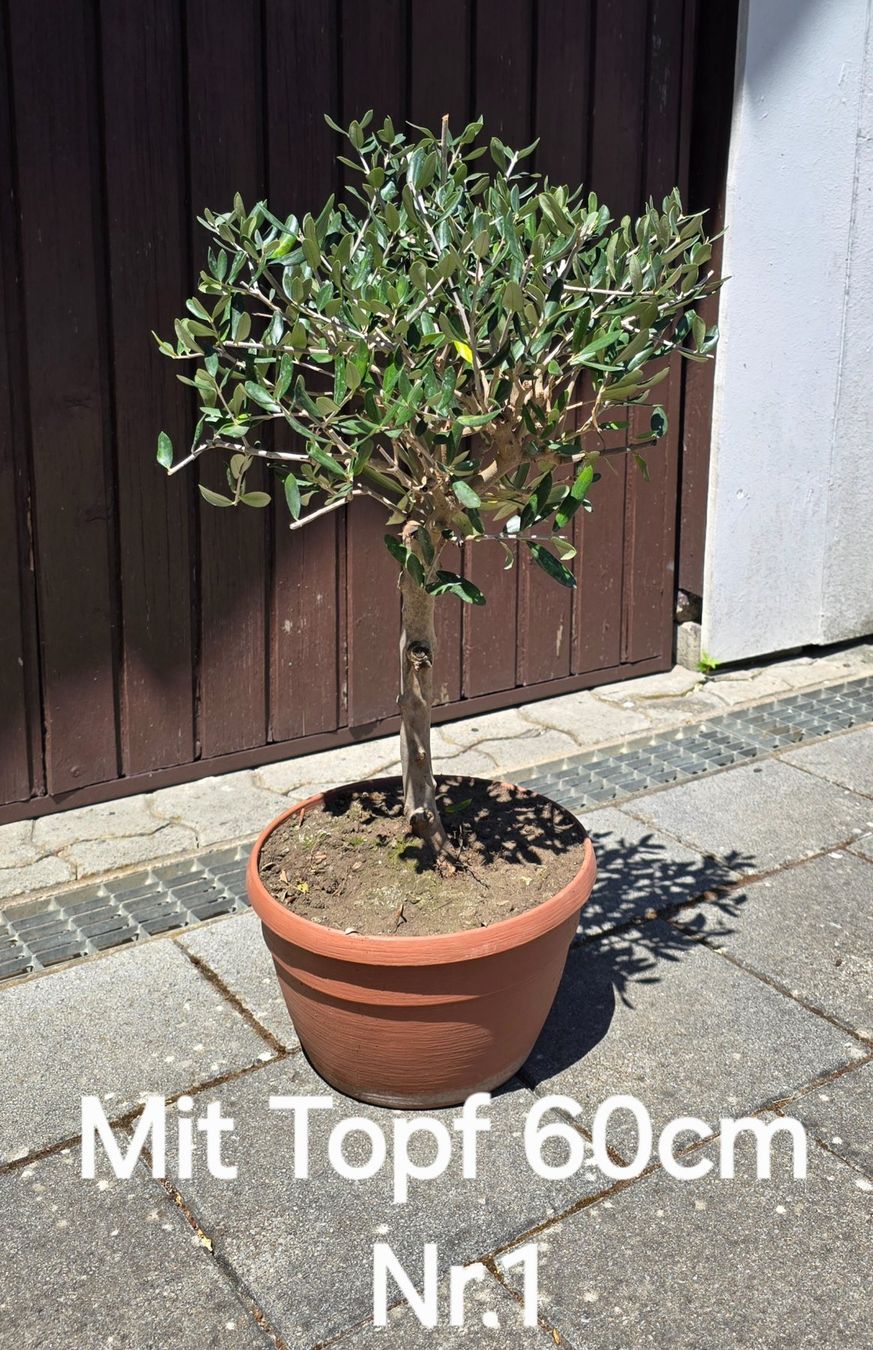 Plantes & graines: Schöner kleiner robuster Olivenbaum – D'occasion à Aarburg par popkorn65
